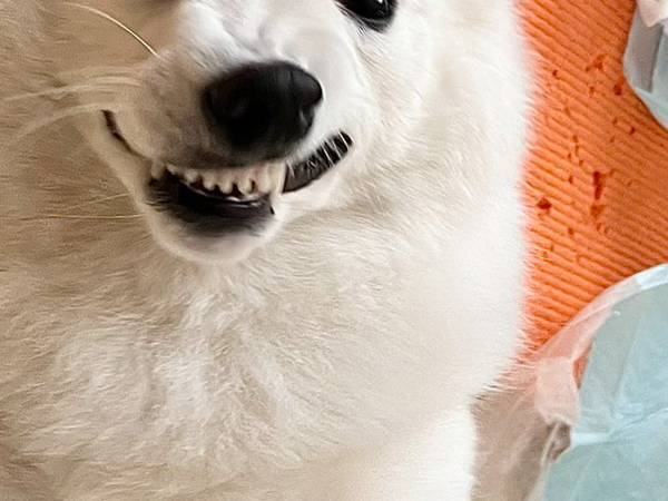 「なにわろてんねん」　達成感あふれる表情を浮かべる犬　背後を見ると…