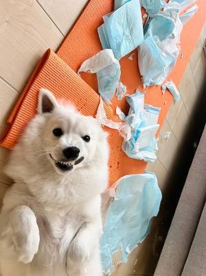 「なにわろてんねん」　達成感あふれる表情を浮かべる犬　背後を見ると…