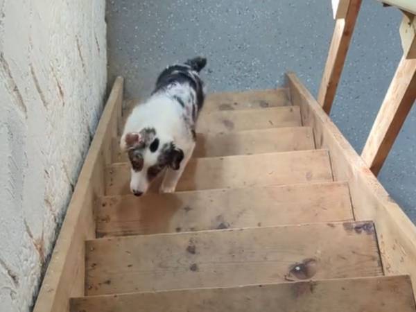 階段の途中で子犬が消えた？　理由に５００万人が爆笑！「かわいそうだけど笑った」