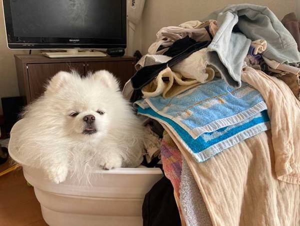 洗濯物を畳むのをサボっていたら？　「いい収まり具合」「温かいんだろうな」