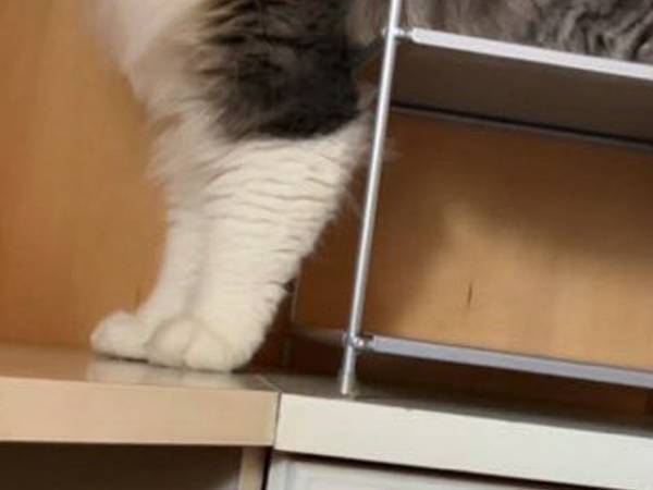 思わず五度見した猫の姿　　衝撃的な１枚に「手品かよ！」「どうなってるの！？」