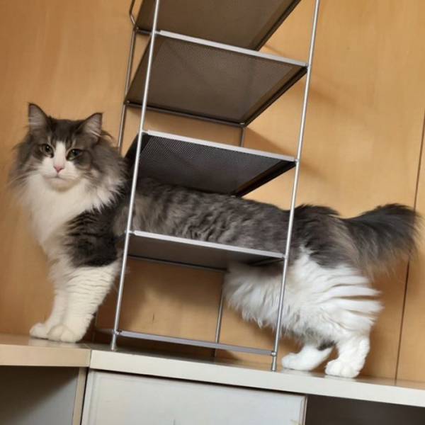 思わず五度見した猫の姿　　衝撃的な１枚に「手品かよ！」「どうなってるの！？」