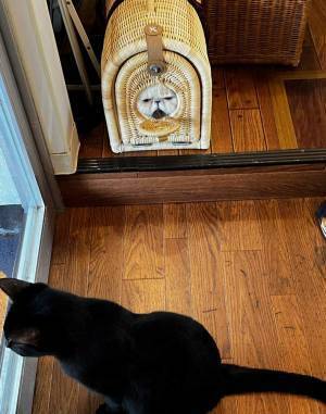 診察を終えた猫の姿がまるで？　「吹き出した」「猫界のきかんしゃトーマスかな」