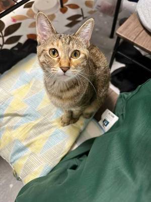 あくびをしそうな猫を連写したら？　表情に「なんちゅう顔してんねん」「大爆笑した」