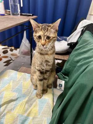 あくびをしそうな猫を連写したら？　表情に「なんちゅう顔してんねん」「大爆笑した」