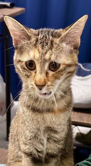 あくびをしそうな猫を連写したら？　表情に「なんちゅう顔してんねん」「大爆笑した」