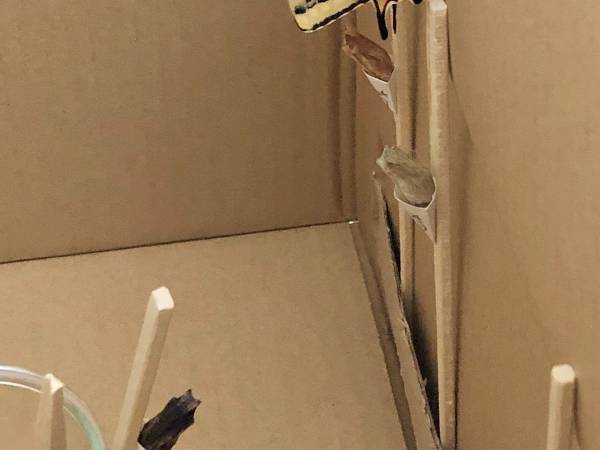 季節外れの暖かさで、飼育中のアレが…　飼い主が目撃した光景に「まだはやーい！」