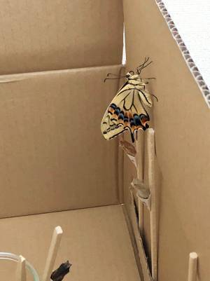 季節外れの暖かさで、飼育中のアレが…　飼い主が目撃した光景に「まだはやーい！」