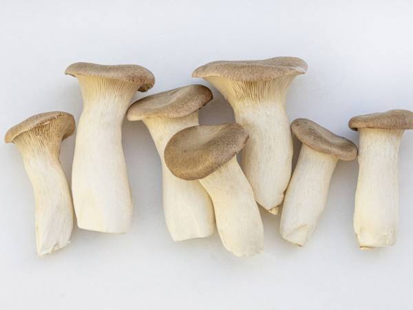 『キノコってどこまで食べられるの？』　雪国まいたけの回答に「保存版」「そうなのか」