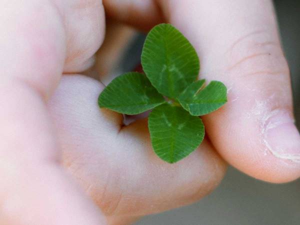 「お花みたいな葉っぱを見つけた」　３歳児が持っていたものを二度見　なぜなら？　「今年一番、尊い光景」