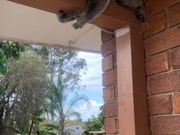 誰かの視線を感じる…　プール清掃員が頭上を見上げると？「かわいそうに」