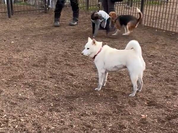 ドッグランでたたずむ柴犬…　飼い主が撮影した動画に反響「孤高の狼」