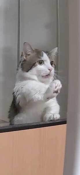 「ア…アア…！」　飼い主が爪研ぎを替えるところを目撃した猫の反応をご覧ください