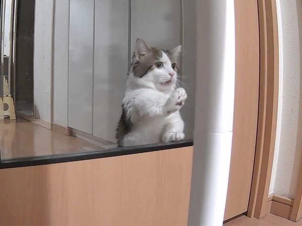 「ア…アア…！」　飼い主が爪研ぎを替えるところを目撃した猫の反応をご覧ください