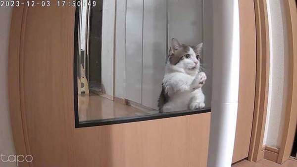 「ア…アア…！」　飼い主が爪研ぎを替えるところを目撃した猫の反応をご覧ください