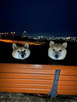 夜のベンチを撮影したら？　写り込んでいた『存在』にゾッとする