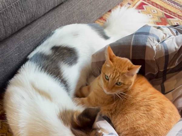 犬のお腹で前脚を温める猫　その時、犬は？　「吹き出した」「温まるね！」