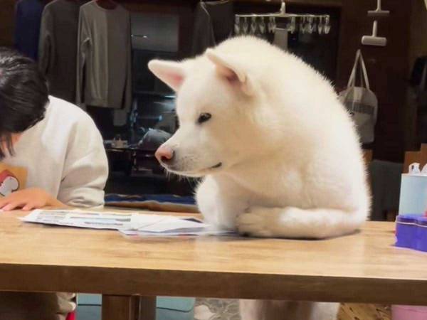 子供の宿題をジッと見守る犬に「美脚すぎて笑った」「これはサボれない」