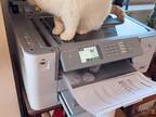 コピー機の上の猫を印刷　出てきたものに「たまらん！」「それ売って」