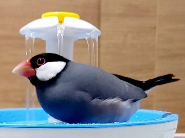 水浴び後の文鳥を撮影したら？　現れた『あのキャラクター』に「すげぇ！」「恐るべし」