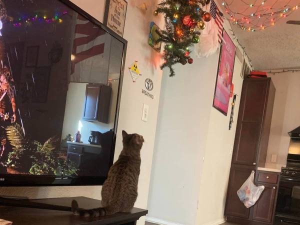 猫対策としてツリーを天井から吊るしたら？　オチに爆笑！「ミッション完了だ」