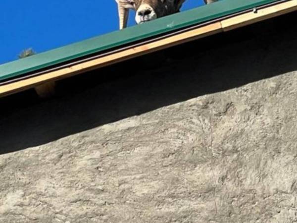 どうやって上った？　民家の屋根の上から顔を出していたのは…「何度見ても笑える！」