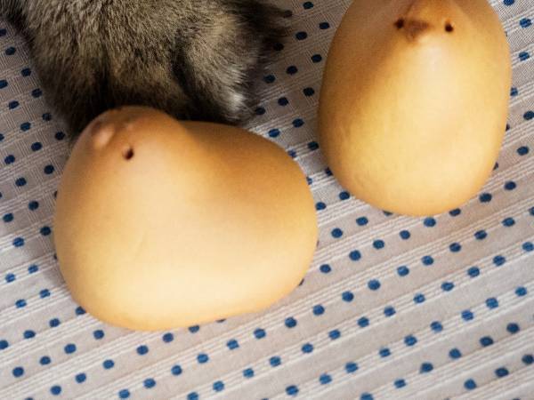 あー！逃げて～！　『ひよ子』を狙う猫の鬼気迫る表情に「ハンターの顔つき」