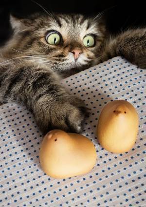 あー！逃げて～！　『ひよ子』を狙う猫の鬼気迫る表情に「ハンターの顔つき」