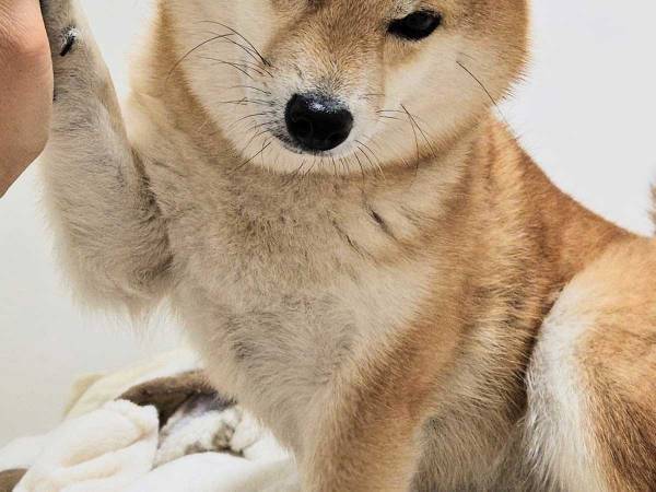 明らかな塩対応でタッチをする柴犬　写真に、笑いがこみ上げる　「力が入っていない」
