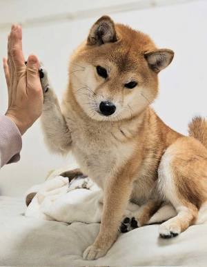 明らかな塩対応でタッチをする柴犬　写真に、笑いがこみ上げる　「力が入っていない」