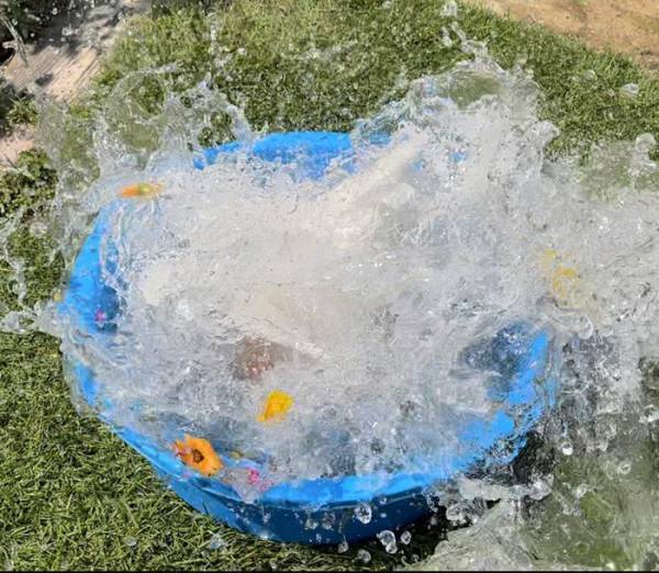 飼い主「インスタに向いてないアヒルです」　オチに「ある意味最高」「めっちゃ笑った」