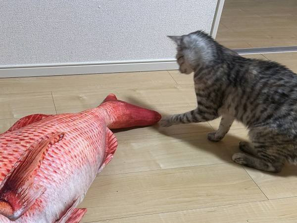 早朝に叩き起こしてくる猫　飼い主が用意した物に「ごめん爆笑した」「最高の反応」