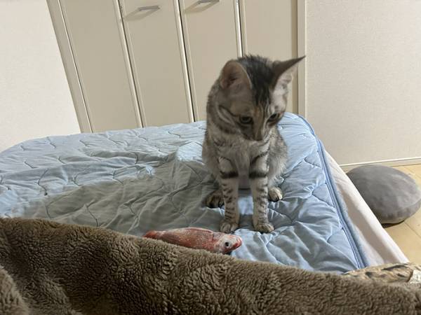 早朝に叩き起こしてくる猫　飼い主が用意した物に「ごめん爆笑した」「最高の反応」