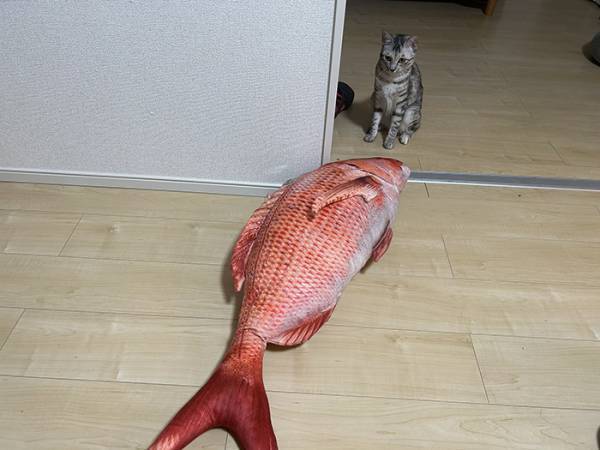 早朝に叩き起こしてくる猫　飼い主が用意した物に「ごめん爆笑した」「最高の反応」
