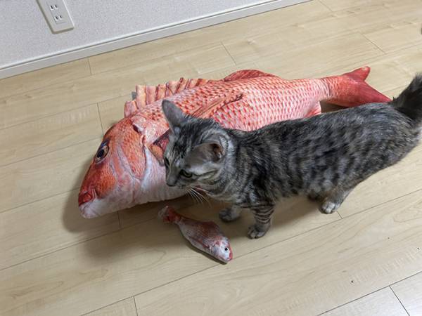 早朝に叩き起こしてくる猫　飼い主が用意した物に「ごめん爆笑した」「最高の反応」