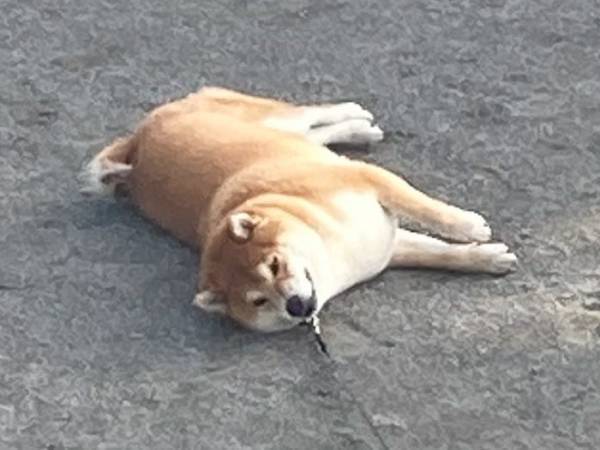 柴犬が見せた『公園の正しい使い方』　飼い主お手上げの行動が？