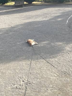 柴犬が見せた『公園の正しい使い方』　飼い主お手上げの行動が？