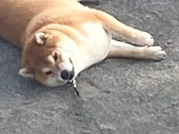 柴犬が見せた『公園の正しい使い方』　飼い主お手上げの行動が？