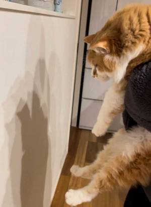 賢い猫を壁に近付けてみたら？　２枚目の写真に「吹き出した」「かわいすぎる」