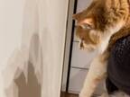賢い猫を壁に近付けてみたら？　２枚目の写真に「吹き出した」「かわいすぎる」