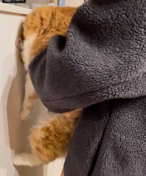 賢い猫を壁に近付けてみたら？　２枚目の写真に「吹き出した」「かわいすぎる」