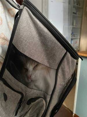 飼い主「いけると思ったんだよ…」　思わぬ『誤算』に「ミッチミチで笑う」「鼻水出た」