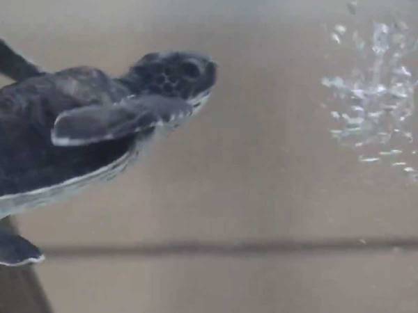 泡に当たってしまった子ガメがしゅんとしてしまう…　その様子に「かわいい」「癒される」