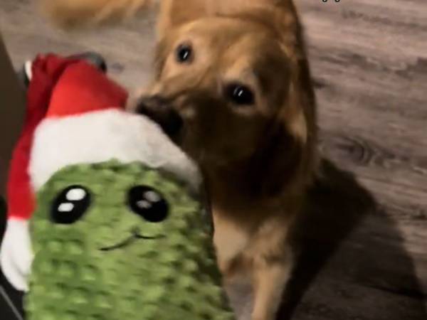 愛犬にお気に入りの人形の『大きなサイズ』をあげたら？　反応に「泣けてきた」