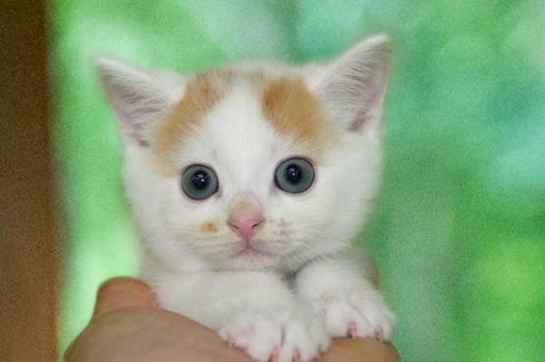 飼い主「頼もしく成長しました」　愛猫の『ビフォーアフター』の写真に「まるでジャイアン！」