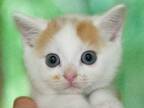 飼い主「頼もしく成長しました」　愛猫の『ビフォーアフター』の写真に「まるでジャイアン！」