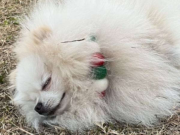 すやすやと眠る愛犬…その場所に衝撃　「肝座りすぎ」「すんげぇメンタル」