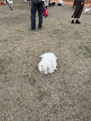 すやすやと眠る愛犬…その場所に衝撃　「肝座りすぎ」「すんげぇメンタル」