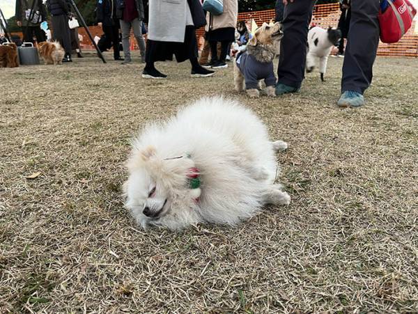 すやすやと眠る愛犬…その場所に衝撃　「肝座りすぎ」「すんげぇメンタル」