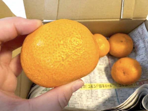 全滅を阻止するためにやってみて！　箱買いしたみかんの保存方法